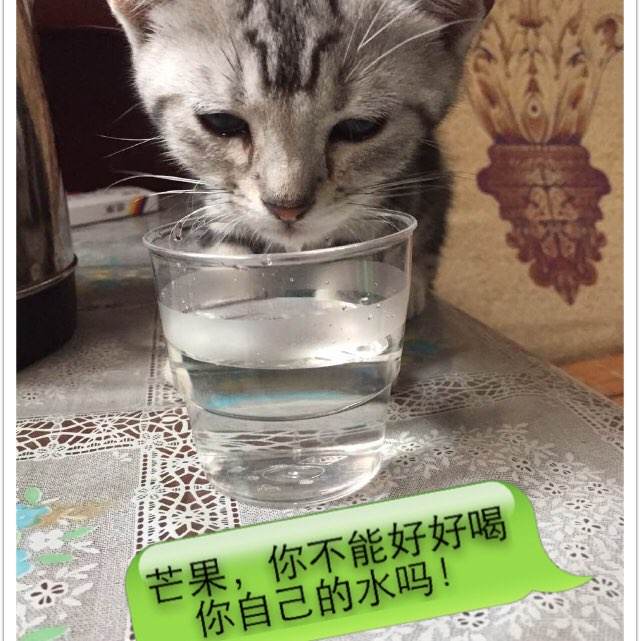 生命大学文凭毕业证哪里可以做假的